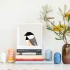 Black-capped Chickadee - Image 2