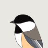 Black-capped Chickadee - Image 3