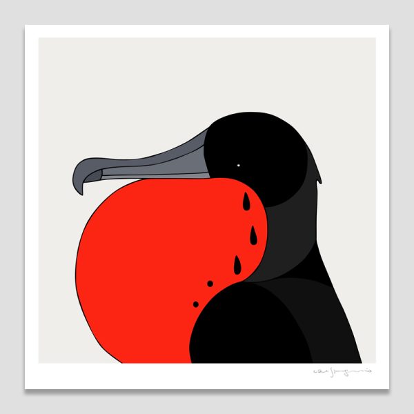 Magnificent Frigatebird