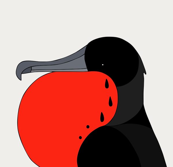 Magnificent Frigatebird - Image 3