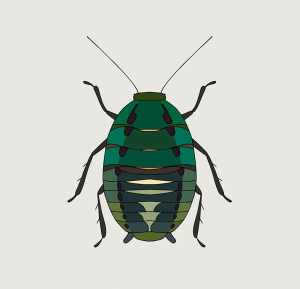 Metallic Cockroach - Image 3
