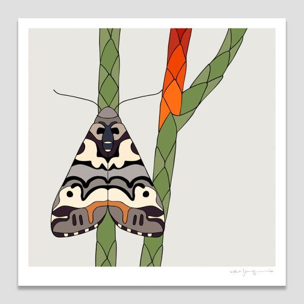 Pencil Pine Moth & Pencil Pine