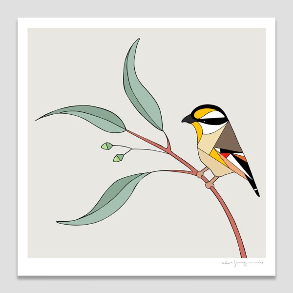 Striated Pardalote & Eucalyptus