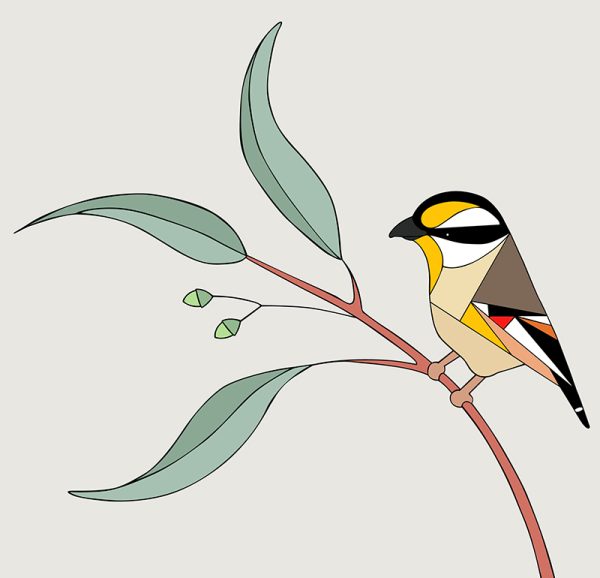 Striated Pardalote & Eucalyptus - Image 3