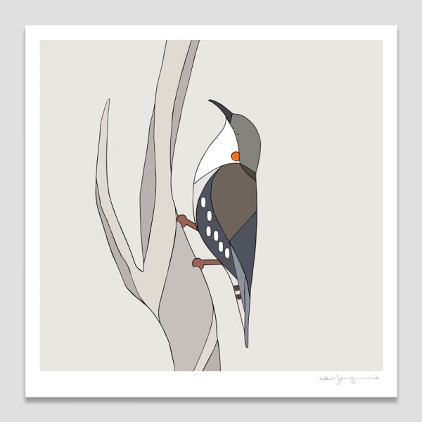 White-throated Treecreeper