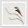 Diamond Firetail