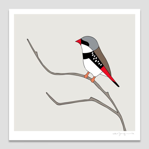 Diamond Firetail
