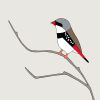 Diamond Firetail - Image 3