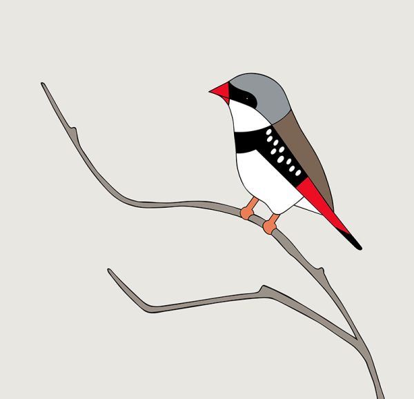 Diamond Firetail - Image 3