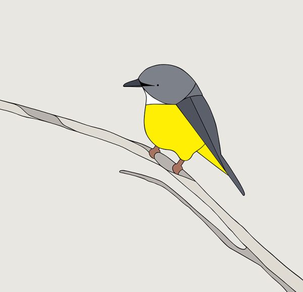 Eastern Yellow Robin - Image 3