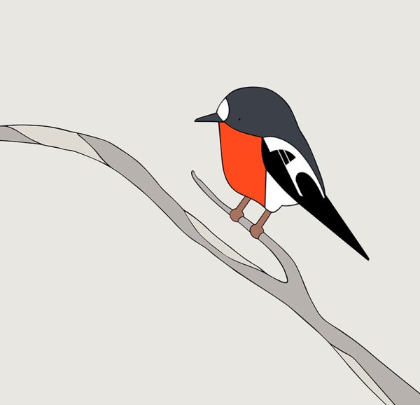 Flame Robin - Image 3