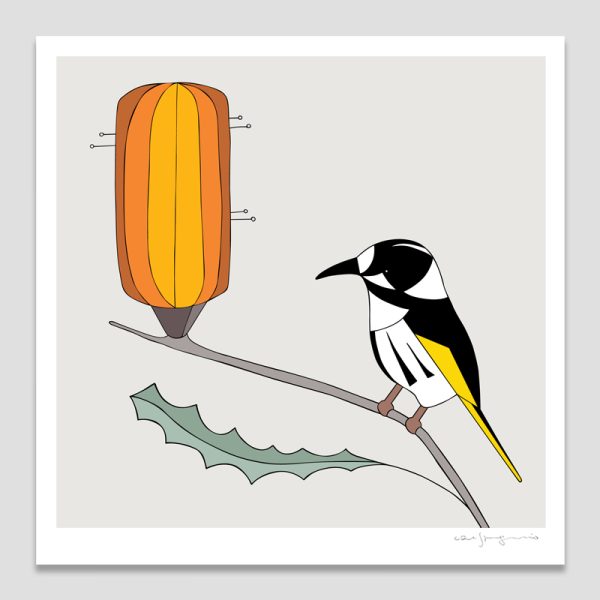 New Holland Honeyeater & Banksia