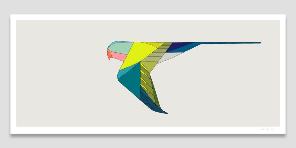 Princess Parrot In Flight