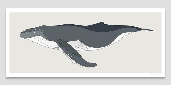 Humpback Whale