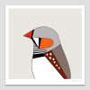 Zebra Finch