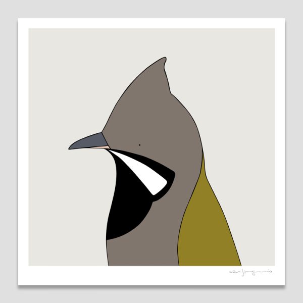 Western Whipbird