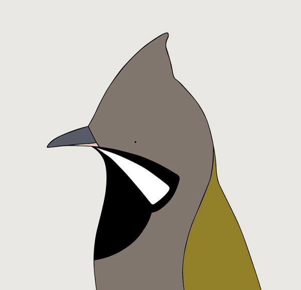 Western Whipbird - Image 3