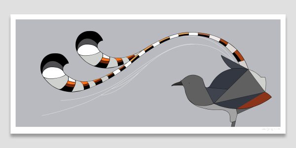 Superb Lyrebird