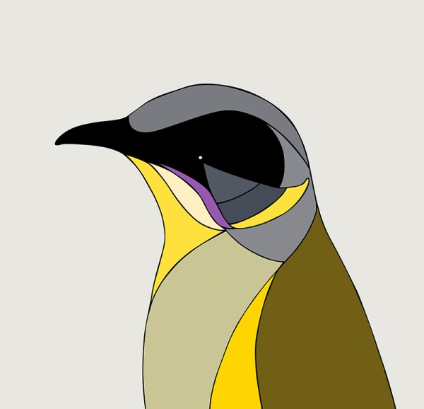Purple-gaped Honeyeater - Image 3