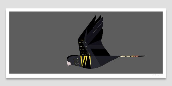 Red-Tailed Black-Cockatoo In Flight