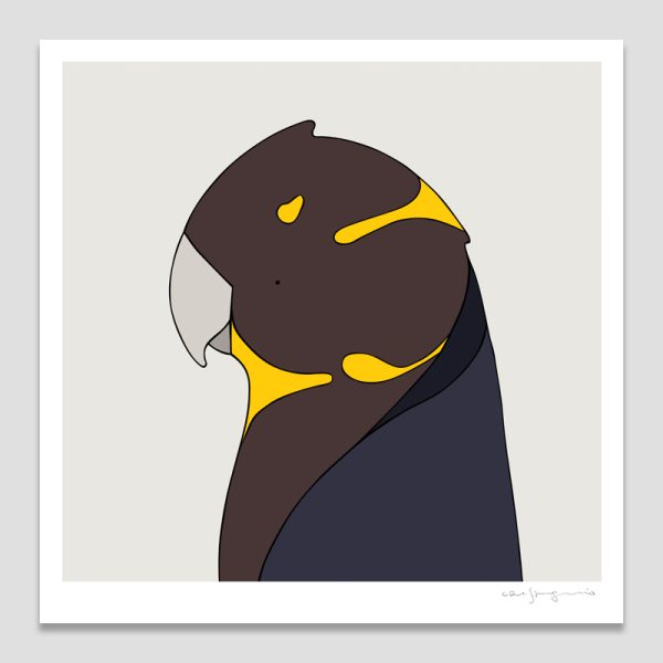 Glossy Black-Cockatoo