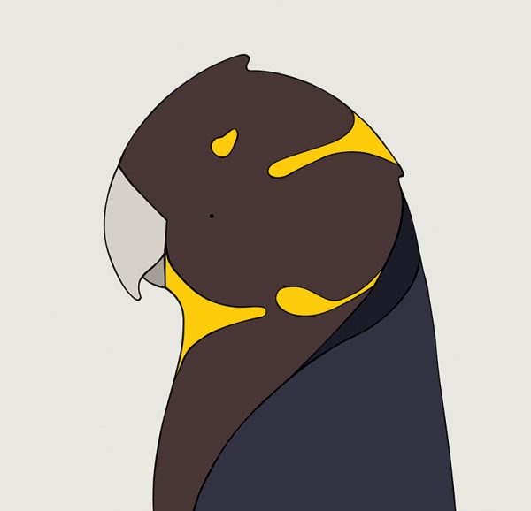 Glossy Black-Cockatoo - Image 3
