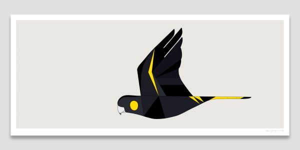 Yellow-Tailed Black-Cockatoo In Flight