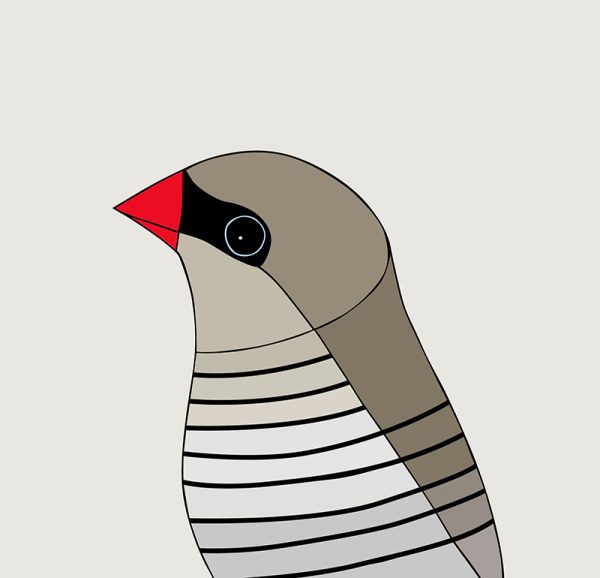 Beautiful Firetail - Image 3