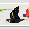 Parrots of Australia In Flight
