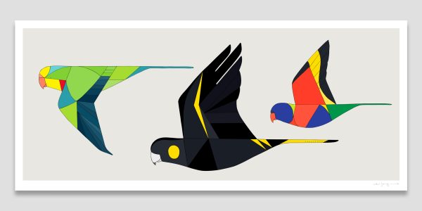 Parrots of Australia In Flight