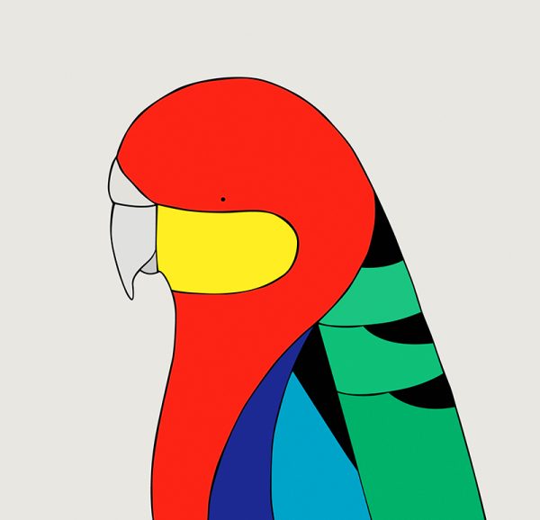 Western Rosella - Image 3