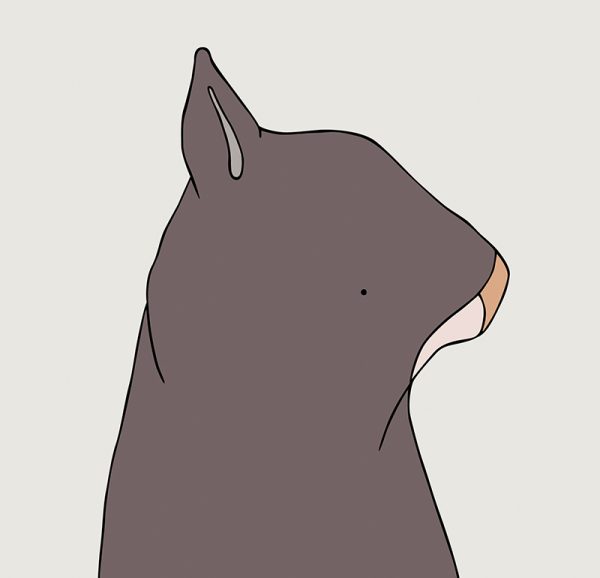 Northern Hairy-nosed Wombat - Image 3