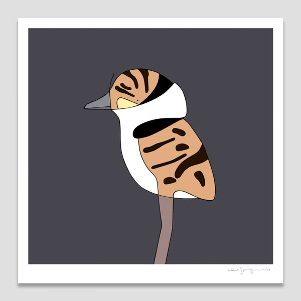 Masked Lapwing Chick