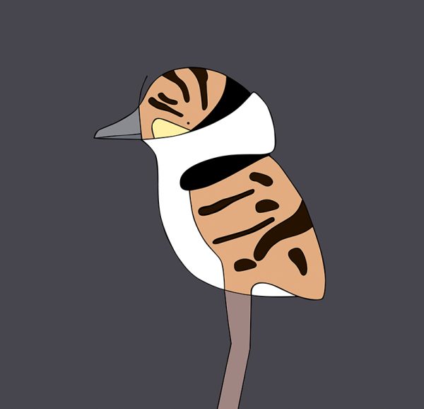 Masked Lapwing Chick - Image 3