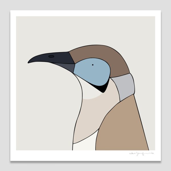 Little Friarbird