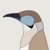 Little Friarbird - Image 3