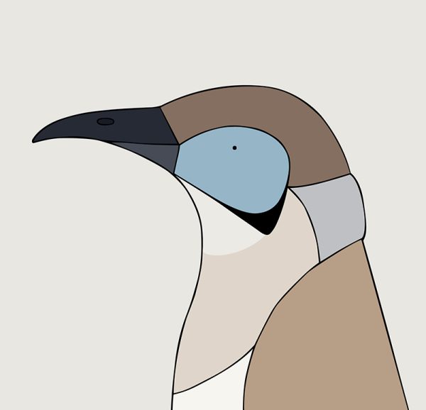 Little Friarbird - Image 3