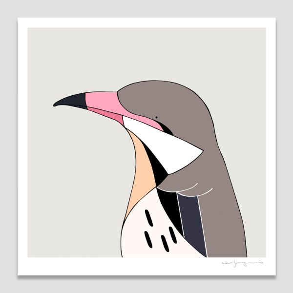 Spiny-cheeked Honeyeater