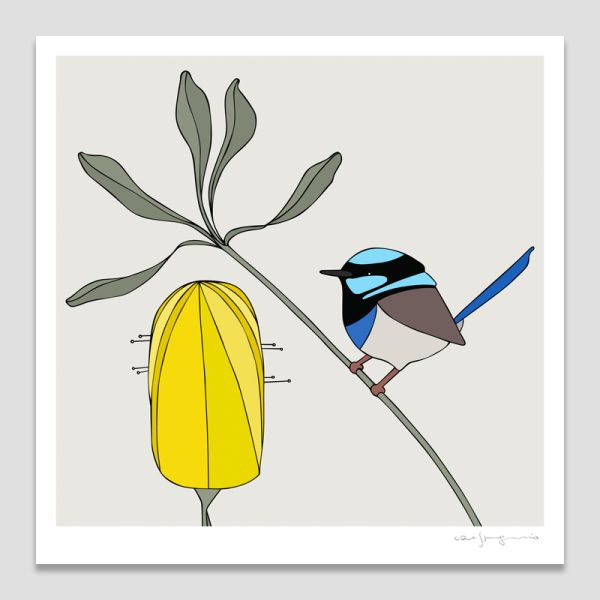 Superb Fairy-wren & Banksia