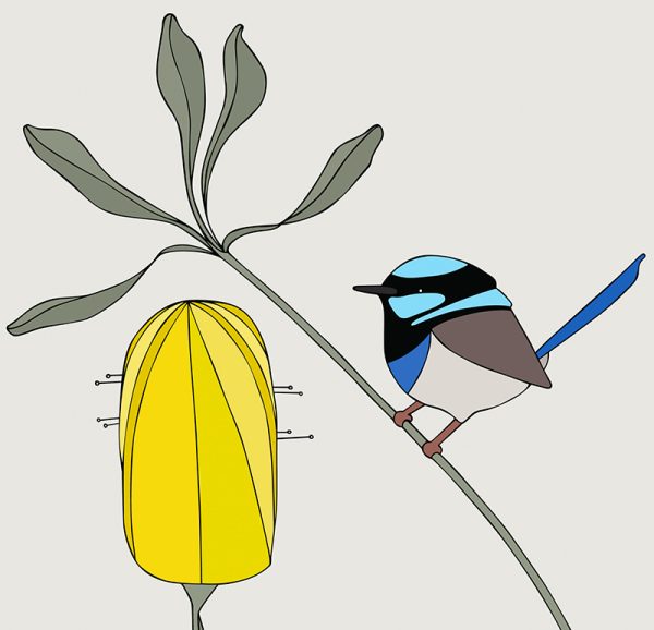 Superb Fairy-wren & Banksia - Image 3