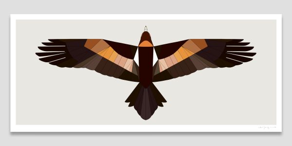 Wedge-tailed Eagle