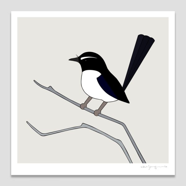 Willie Wagtail