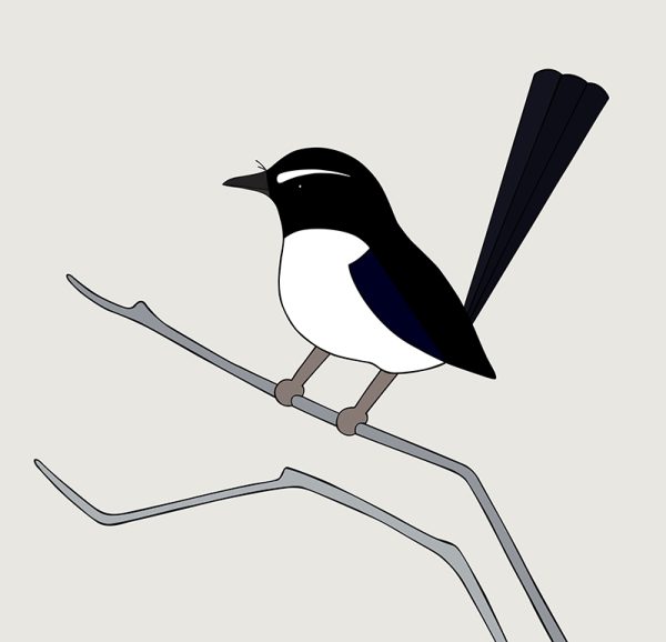 Willie Wagtail - Image 2