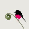 Pink Robin - Image 3