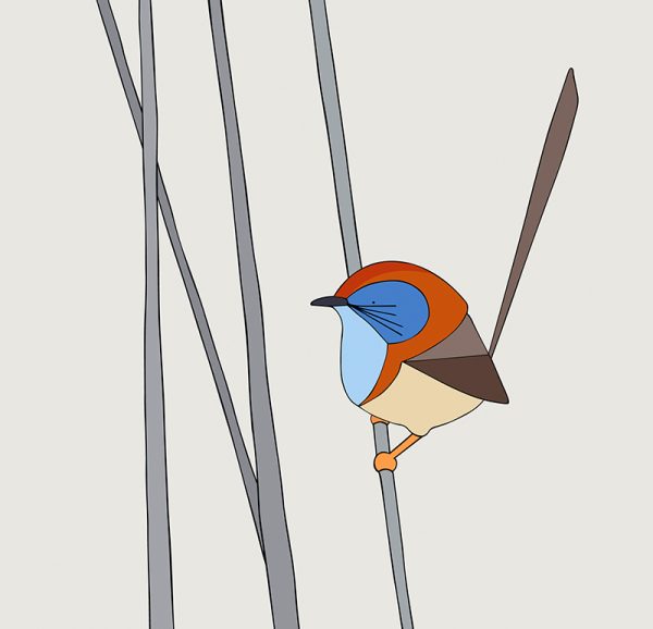 Mallee Emu-wren - Image 3