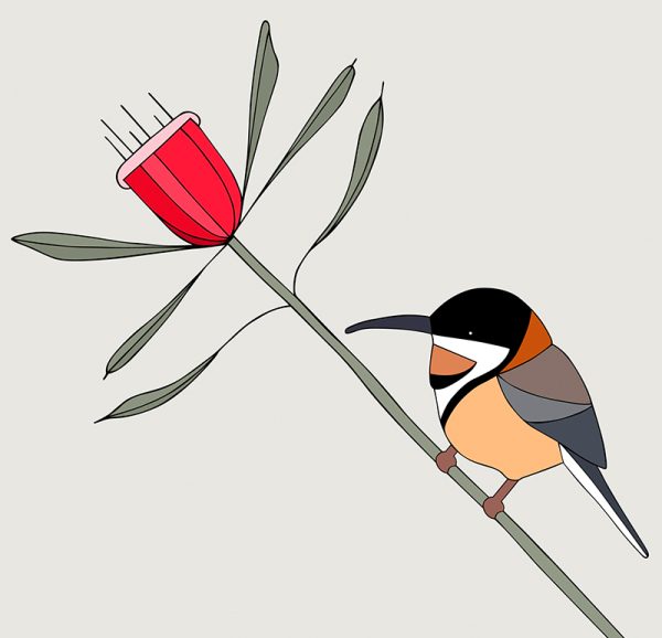 Eastern Spinebill and Mountain Devil - Image 3