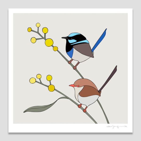 Superb Fairy-Wrens and Wattle
