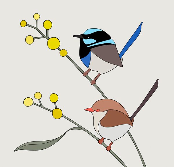 Superb Fairy-Wrens and Wattle - Image 3