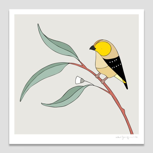 Forty-spotted Pardalote & Eucalyptus