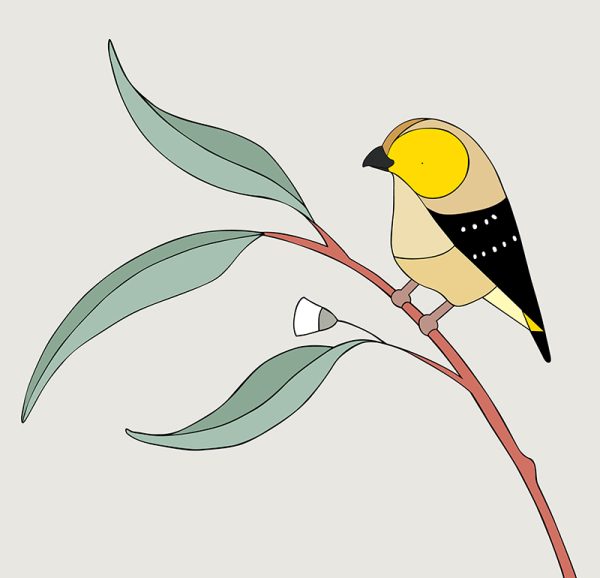 Forty-spotted Pardalote & Eucalyptus - Image 3
